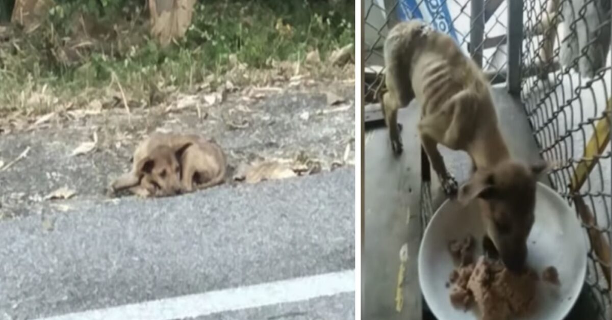 Cane randagio viene salvato dalla strada e mangia voracemente il suo ...
