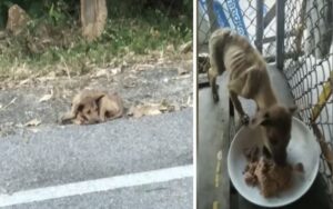 Cane randagio viene salvato dalla strada e mangia voracemente il suo primo pasto