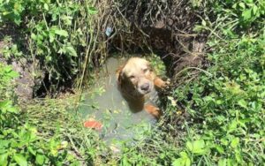 Agente di polizia viene attirato da un lamento di cane proveniente da un canale fognario.