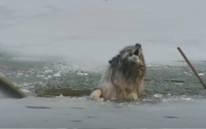 Cane randagio anziano salvato da Vigili del fuoco coraggiosi era caduto in uno stagno ghiacciato