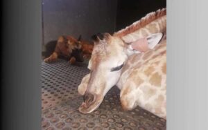 Muore Jazz, giraffa adottata da un cane dopo essere stata abbandonata
