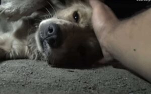 Golden retriever si fa prendere dal panico durante il salvataggio ma appena riceve un po’ d’amore si trasforma