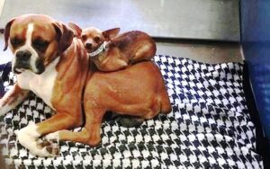 Questi due cagnolini non potevano essere adottati separatamente, ma la loro foto ha conquistato i cuori della gente