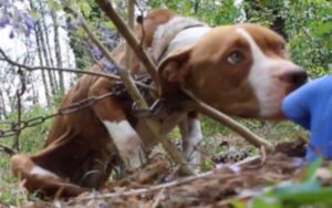 Pitbull affamato trovato incatenato ad un albero diventa il cane più dolce