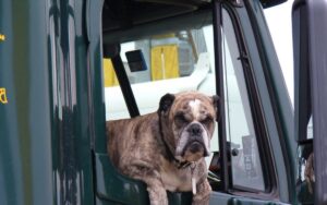 Posso rompere il finestrino per salvare un cane chiuso in macchina?