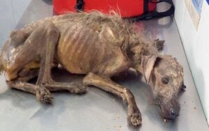 Cane malnutrito abbandonato per strada quasi morente, viene salvato da una donna straordinaria