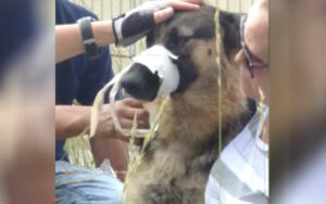 L’autista si ferma quando vede un cane con muso e zampe legate con un nastro