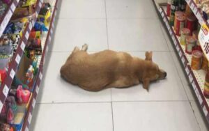Il negozio apre le porte al cane randagio per rinfrescarsi nelle calde giornate estive. I clienti sono felici