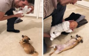 VIDEO: Chihuahua si emoziona dopo aver visto il proprio fratellino dopo 9 mesi di gravidanza