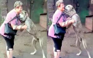 Donna scoppia in lacrime quanto ritrova il suo cane dopo che era stato rubato 2 anni prima