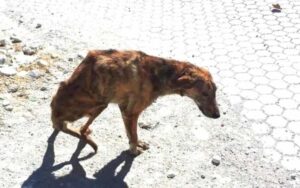 Donna in vacanza trova un cane con la spina dorsale rotta e lo porta a casa in Olanda