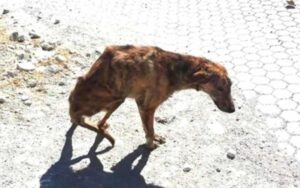 Ragazza ha rinunciato all’intero viaggio per salvare il cane con la spina dorsale rotta