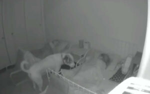 Cane controlla ogni notte che i suoi fratelli umani dormano: una “tata” perfetta
