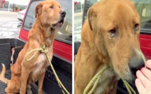 Cane anziano abbandonato viene trovato girovagare per strada triste chiedendo cibo