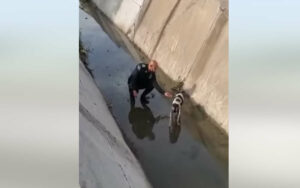 VIDEO: La polizia salva un cane cieco, abbandonato in un tombino