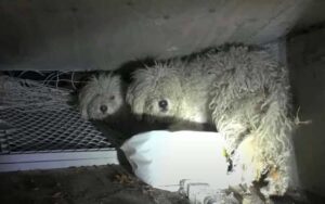 VIDEO: Due cagnolini trovati in una fogna, salvati da una vita in condizioni disastrose