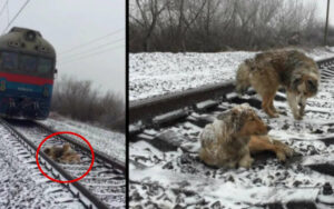 VIDEO: cane rimasto bloccato e ferito su un binario del treno, il fratello non l’ha lasciata sola
