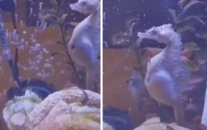 VIDEO: Cavalluccio marino ripreso mentre partorisce, diventa virale su TikTok