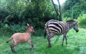 Zebra dà alla luce un cucciolo particolare dopo l’accoppiamento con un asino