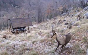 Due camosci tornano liberi