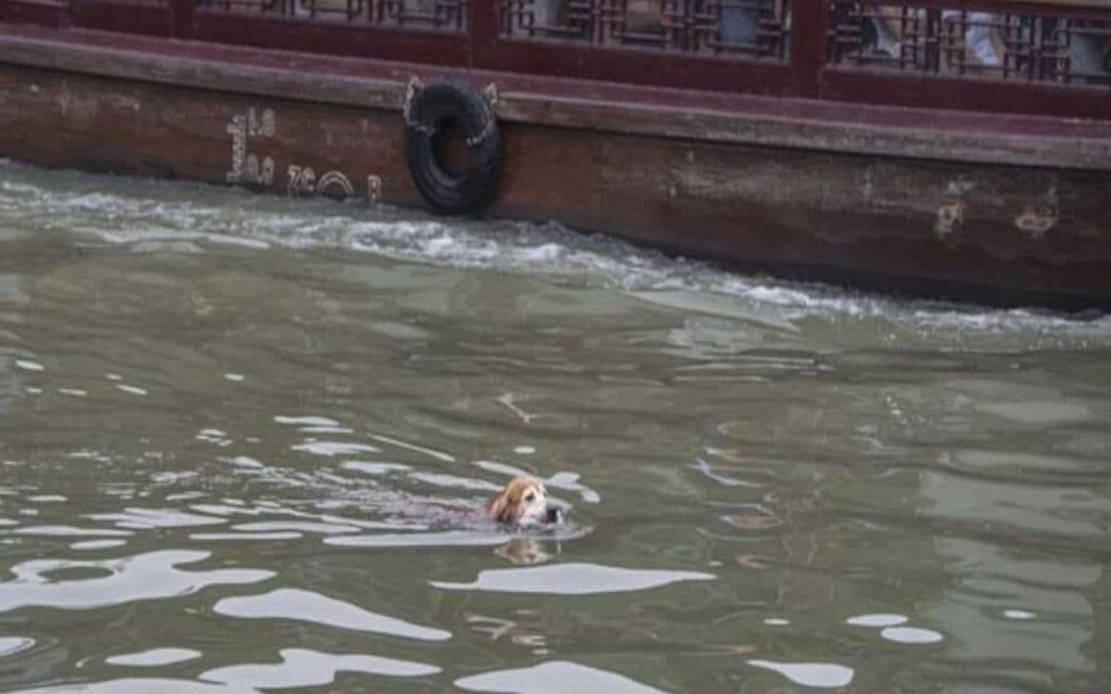 VIDEO: Questo Golden Retriever sta ripulendo i fiumi cinesi