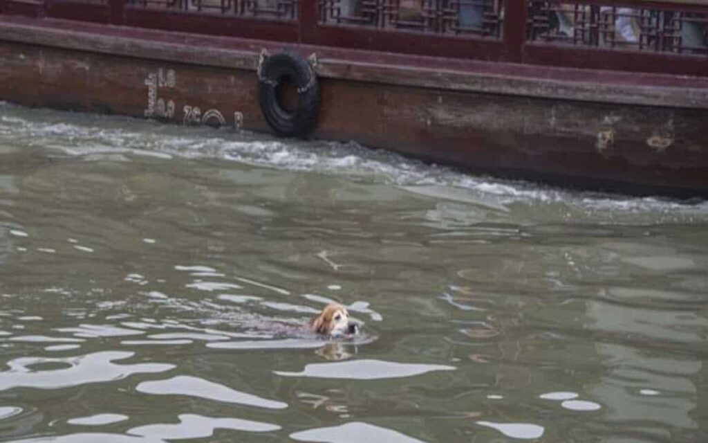 VIDEO: Questo Golden Retriever sta ripulendo i fiumi cinesi