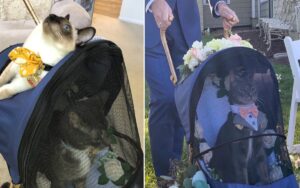 Gatto fa da testimone a un matrimonio e diventa virale per via del suo aspetto elegante e fiero