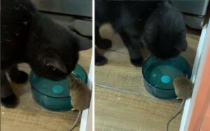 Un uomo scopre che il suo gatto ha fatto amicizia con il topo che insegue da giorni