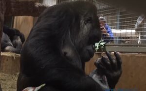 VIDEO: mamma gorilla ripresa mentre bacia e abbraccia il suo neonato