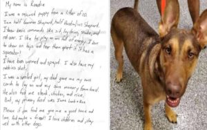 L’ultimo addio: lettera straziante di un uomo che ha dovuto lasciare il suo cane perché non può tenerlo