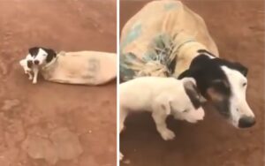 Mamma cane e i suoi cuccioli vengono legati a un sacco e abbandonati