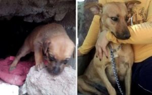 Cagnolina ha protetto i suoi cuccioli nascondendoli in una buca per non fargli fare del male