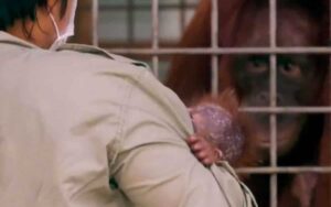 Ricongiungimento emozionante di una madre di orango in cattività con la figlia perduta