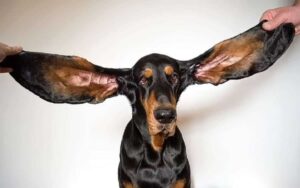 Il guinness world record per il cane con le orecchie più lunghe del mondo