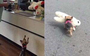 VIDEO: portano la cagnolina a fare shopping, sceglie un peluche più grande di lei