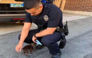 Agente di polizia aiuta il cucciolo abbandonato che lo inseguiva per strada