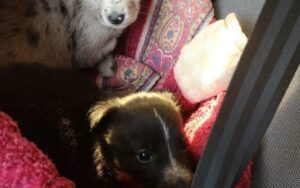 Due cucciole buttate via Perché nate senza zampe anteriori
