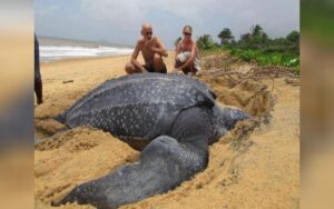 Tartaruga più grande del mondo viene ripresa mentre ritorna in mare