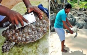 VIDEO: Giovane rimuove i crostacei attaccati alle tartarughe e salva loro la vita