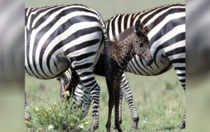 Cucciolo di zebra nasce con dei puntini anziché a strisce