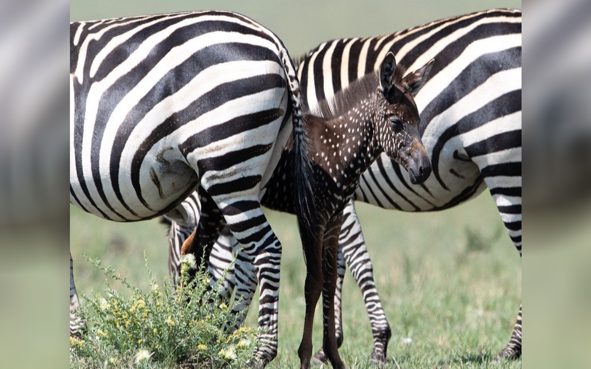 Cucciolo di zebra nasce con dei