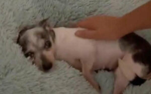 L’emozione di una cagnolina nella sua nuova cuccia dopo 12 anni di maltrattamenti