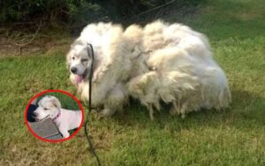 15 kg di pelo, salvano cucciolo che ha passato la vita intrappolato in una stalla