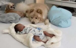 Questi dolcissimi cani incontrano il loro fratellino umano per la prima volta (Video)