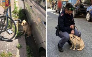 Poliziotto salva il cagnolina che è stata lasciata su un palo al sole e lo adotta per sempre