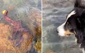 Cagnolino guarda un polpo rubare la sua pallina da tennis preferita