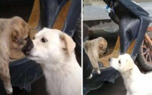 Cagnolina saluta con le lacrime agli occhi il suo cucciolo che verrà adottato