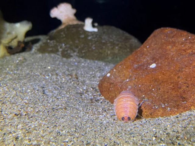 scoperto crostaceo che somiglia a un nigiri di salmone