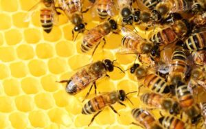Perché le api sono state elencate come l’essere vivente più importante del mondo?