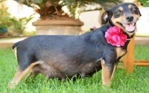 Una meravigliosa cagnolina incinta posa per un vero servizio fotografico